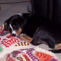 Photo #249813 de Dino