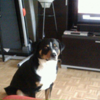 Photo #249815 de Dino