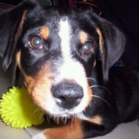 Photo #249816 de Dino