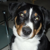 Photo #249817 de Dino