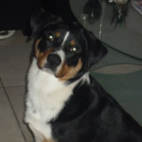 Photo #249818 de Dino