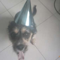 Photo #249821 de Dunky