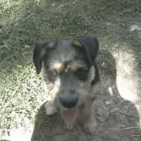 Photo #249823 de Dunky