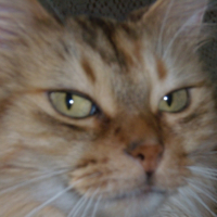 Photo #249838 de Simbad