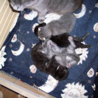 Photo #249915 de Youky