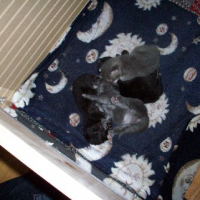 Photo #249917 de Youky