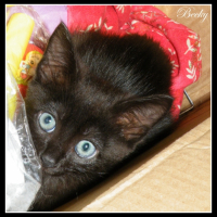 Photo #249918 de Moon