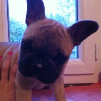 Photo #249925 de Hugo
