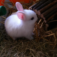 Photo #249996 de Neige