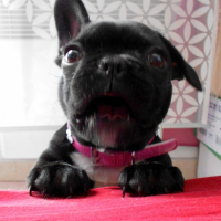 Fais moi monter!