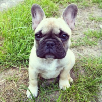 Photo #250038 de Hugo