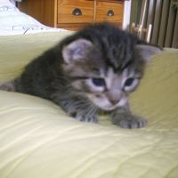 Photo #250053 de Syam