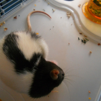 Photo #250083 de Mia
