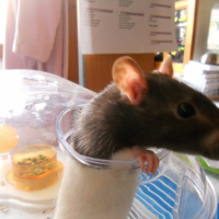 Photo #250084 de Mia