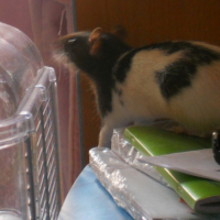 Photo #250086 de Mia