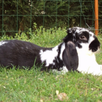 Photo #250124 de Filou