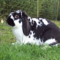 Photo #250125 de Filou