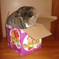 Photo #250133 de Figaro
