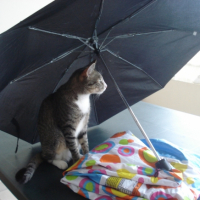 Photo #250134 de Figaro