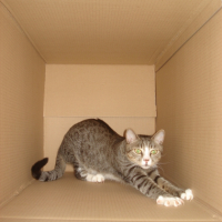 Photo #250136 de Figaro