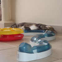 Photo #250137 de Figaro