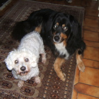 Photo #250197 de Falco