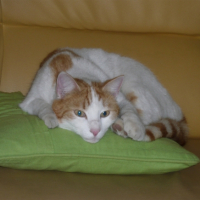 Photo #250202 de Kinder