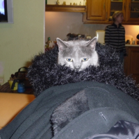 Photo #250205 de Iris