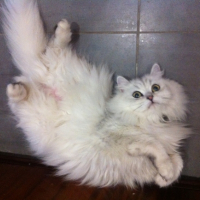 Photo #250226 de Plume