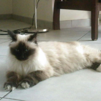 Photo #250243 de Sapristie
