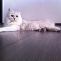 Photo #250247 de Plume