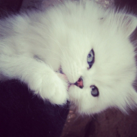 Photo #250248 de Plume