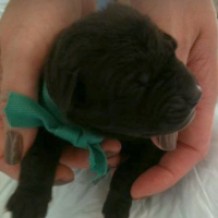 Photo #250250 de Louna