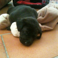 Photo #250254 de Louna