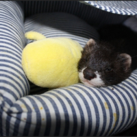 Photo #250304 de Duke