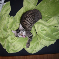 Photo #250308 de Kiara