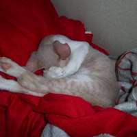 Photo #250316 de Gollum