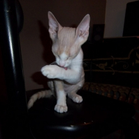 Photo #250317 de Gollum