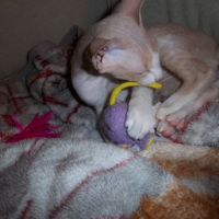 Photo #250318 de Gollum