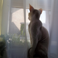 Photo #250320 de Gollum