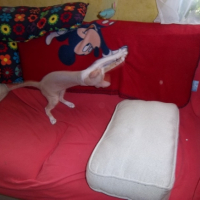 Photo #250321 de Gollum