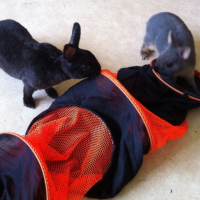Photo #250370 de Hana