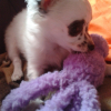 Mon Jouet Kong