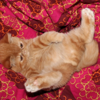 Photo #250402 de Gratton