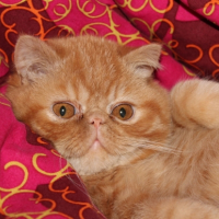 Photo #250404 de Gratton