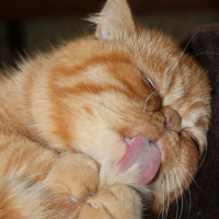 Photo #250405 de Gratton