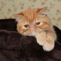 Photo #250406 de Gratton