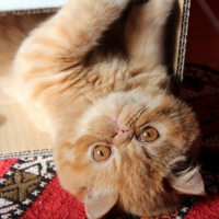 Photo #250434 de Gratton
