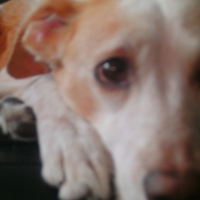 Photo #250435 de Sami