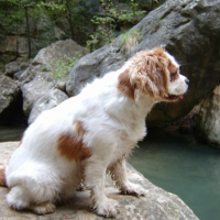Photo #250526 de Elfy